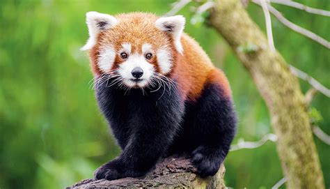 We Need To Sensitize People To Conserve Red Pandas Telegraph India