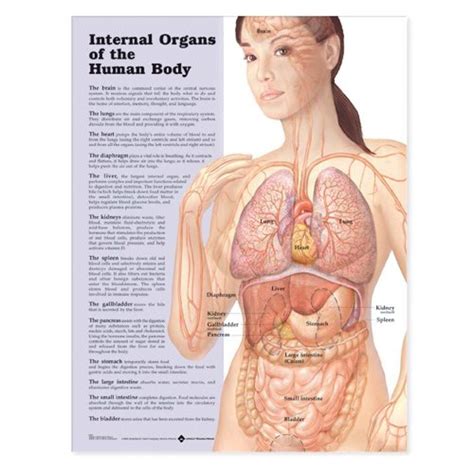 Anatomical Chart Company Órganos internos del cuerpo humano