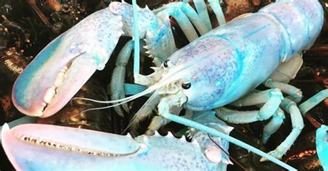 Cotton Candy Colored Lobster Caught Near Maine Cbs Boston