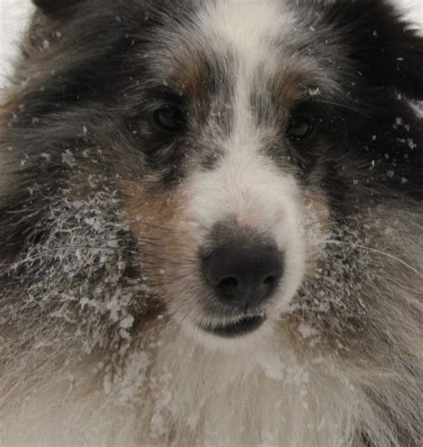 Ack Companion And Agility Sheltie Puppies For Sale In Ny Sheltie Blessings