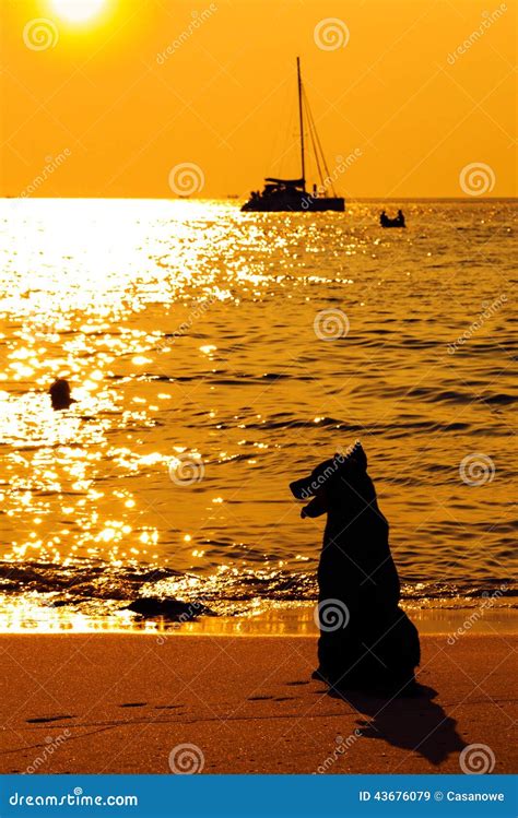Dog On Beach Looking Sunset Stock Image Image Of Romantic Nature