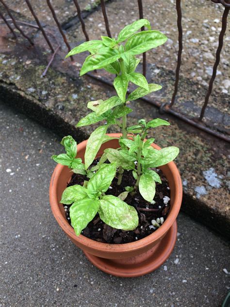 My Basil Has White Spots On Its Leaves No Visible Aphids And The