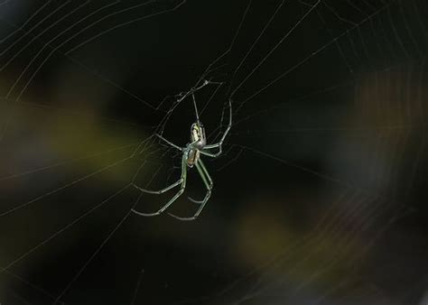 Bug Of The Day Arachtober Habitats Spider Photo