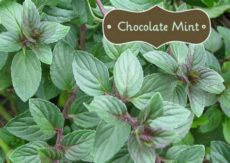 I Bought A Chocolate Mint Plant What Now Delishably