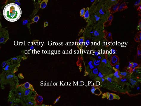 Oral Cavity Gross Anatomy And Histology Of The Tongue And Salivary
