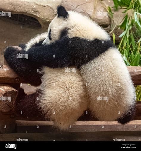 Giant Pandas Bear Pandas Two Babies Playing Together Stock Photo Alamy
