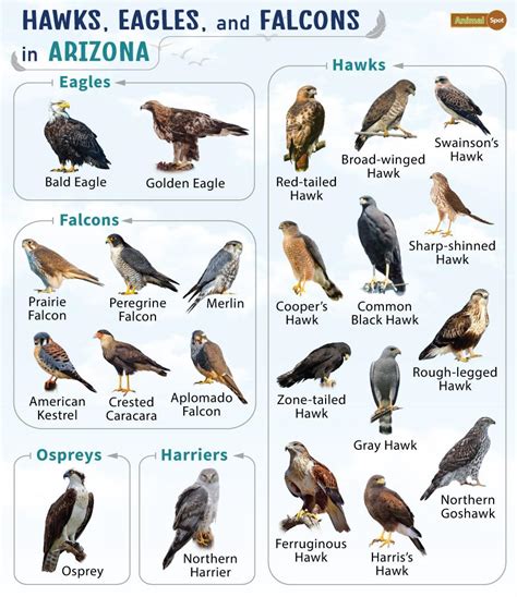 List Of Hawks Eagles And Falcons In Arizona With Pictures