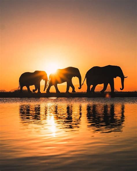 Pin By Esre Pretorius On Amarula Elephant African Sunset Elephant