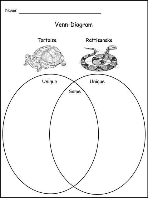 Anatomy Of A Rattlesnake Anatomy Drawing Diagram