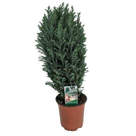 Blue European Cypress Christmas Tree Chamaecyparis Indoorsout 4