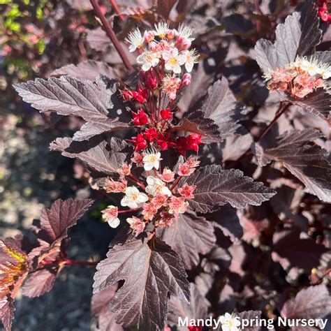 Diabolo Ninebark Physocarpus Opulifolius Mandy Spring Farm Nursery