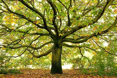Large Autumn Oak Tree Photograph By Kayode Fashola Fine Art America