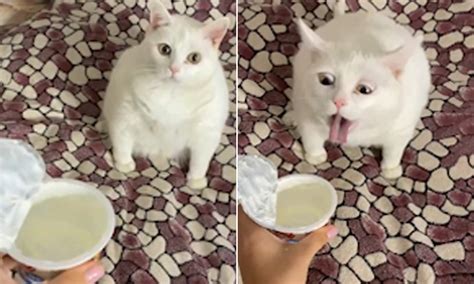 74 Cats Face In Milk Meme