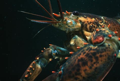 9 Fast Facts About Lobsters