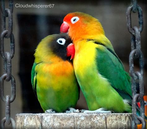 We have a variety of different love birds for sale. Eye Ring and Masked Lovebirds (Agapornis personatus) looki ...