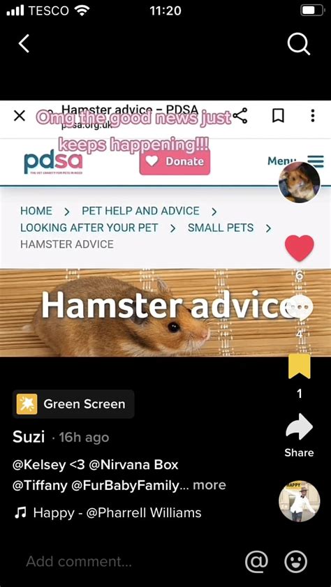 Pdsa Recommend 100cm X 50cm Hamster Cage Size