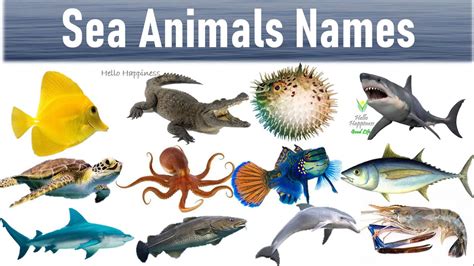 Water Animals Drawing With Name Animals Water Sea Names List Aquatic