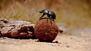 Dung Beetles Use the Milky Way for Navigation | Mental Floss