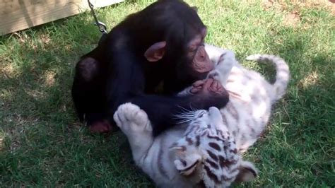 A Wolf Puppy A Tiger Cub And A Cute Baby Chimp Play