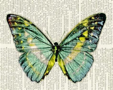 Vintage Butterfly Prints Butterfly Print Aqua Butterfly On Vintage