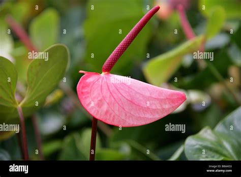 Flamingo Flower Aka Tail Flower Or Banner Plant Anthurium Andreanum