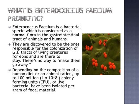 Enterococcus Faecalis Vs Faecium