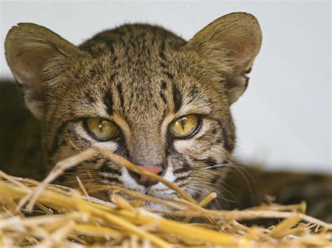New Brazilian Wild Cat Species Revealed By Genetic Testing