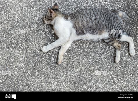 A Grey And White Cat Sleeping On The Ground Stock Photo Alamy