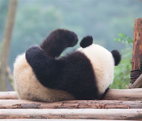 The Giant Panda Is No Longer An Endangered Species Bored Panda