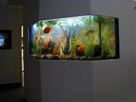  Photos Related Pictures 125 Gallon Fish Tank Fish Tanks Aquariums