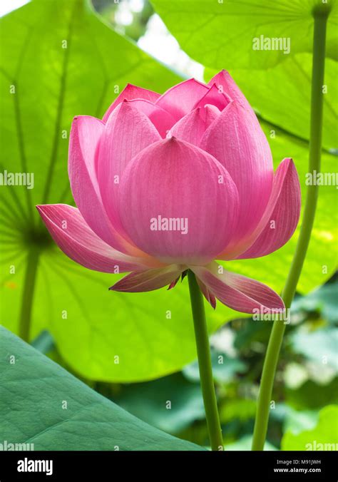 Nelumbo Nucifera Lotus Flower Hi Res Stock Photography And Images Alamy