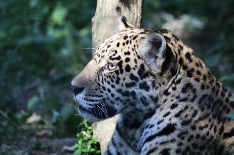 Leopard Tier Zoo Wilde Kostenloses Foto Auf Pixabay Pixabay