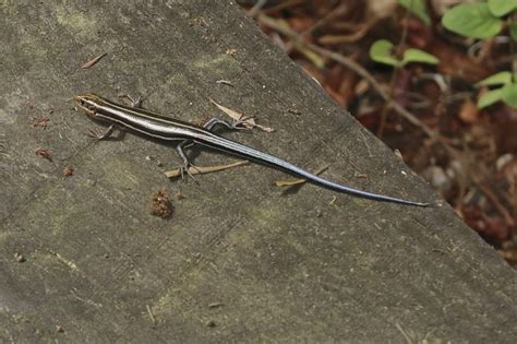 Blue Tailed Skinks In Garage Bugspray Treatment