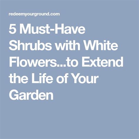 5 Must Have Shrubs With White Flowersto Extend The Life Of Your