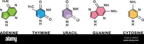 Set Of Adenine Thymine Guanine Cytosine Uracil Chemical Formulas Adenine Thymine Guanine