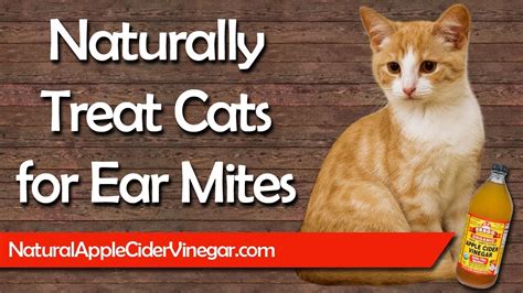 How To Naturally Treat Ear Mites In Cats Youtube