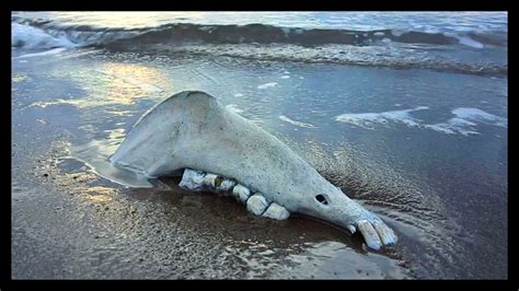 Strange Sea Creature Washes Up On Gumusluk Beach Youtube