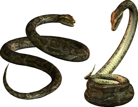 Two Snake Png Transparent Background Free Download 3634 Freeiconspng