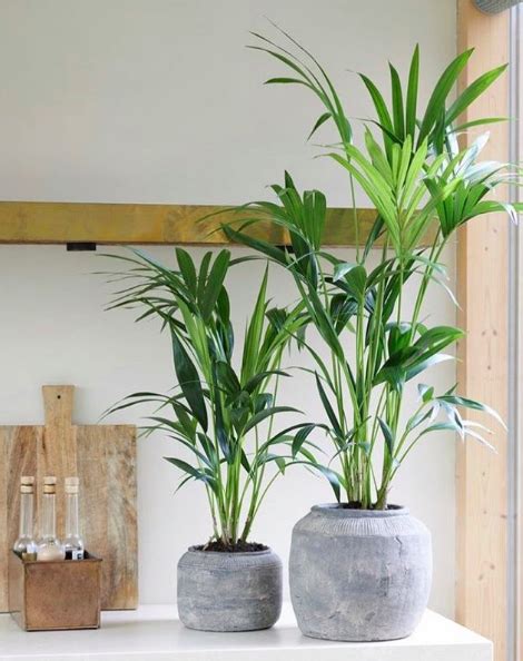 Top 20 Plants That Love Living In Pots Style Curator In 2023 Potted