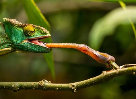 Chameleons Have Spit Up To 400 Times Stickier Than Ours Plants And