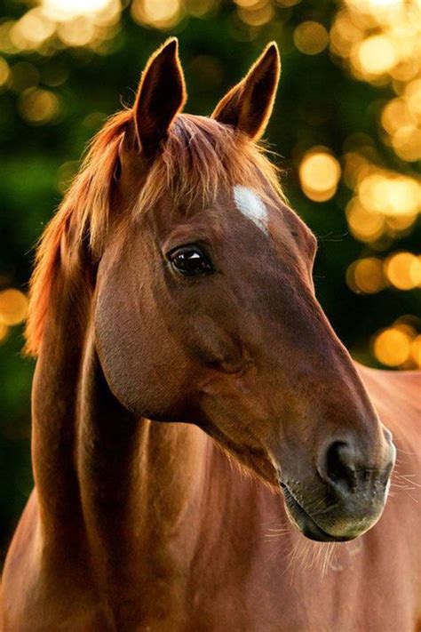 Archived Posts Horses Pretty Horses Chestnut Horse