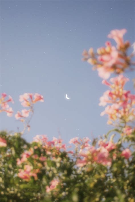 See more ideas about aesthetic wallpapers, flower aesthetic, aesthetic pictures. matialonsor photo | Vintage flowers wallpaper, Flower aesthetic, Aesthetic pastel wallpaper