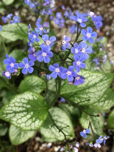 Brunnera Jack Frost With Forget Me Not Flowers Are So Sweet In The