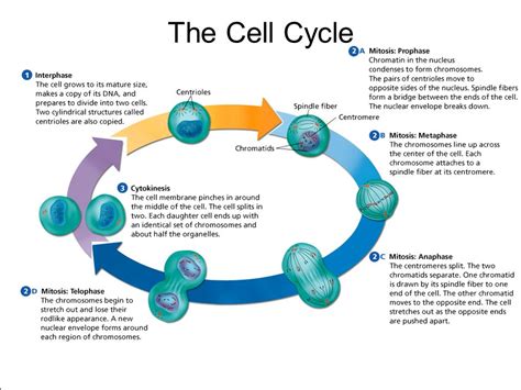 Cell Cycle Drawing At Getdrawings Free Download