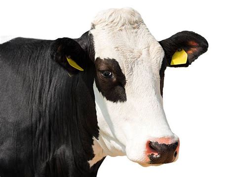 Best Holstein Cow Face Stock Photos Pictures And Royalty Free Images