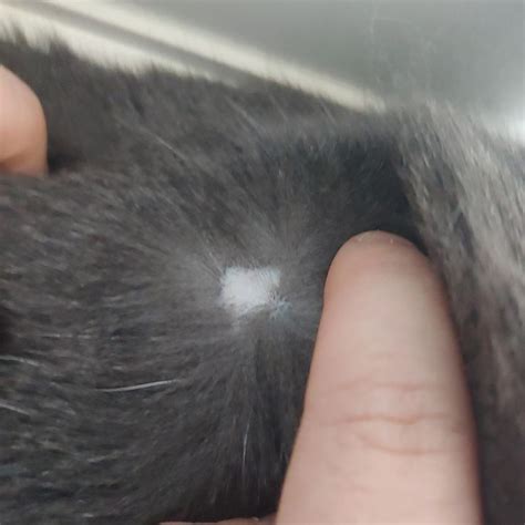 My Cat Has Dandruff And Bald Spots Rachele Schindler