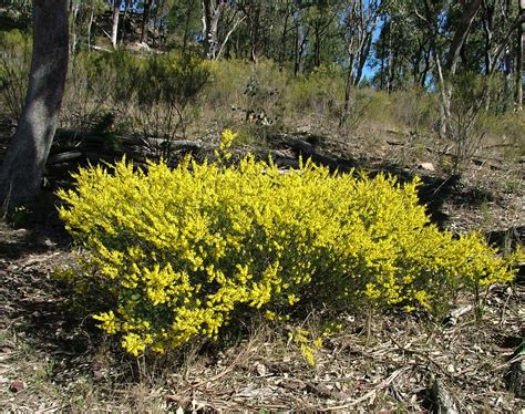 Acacia Flexifolia Bent Leaf Wattle Bushy Shrub Growing Up To 15m