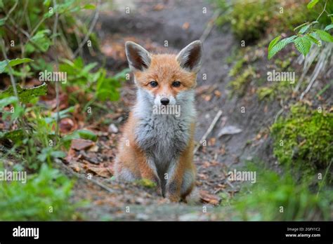 Red Fox Cub Den Hi Res Stock Photography And Images Alamy