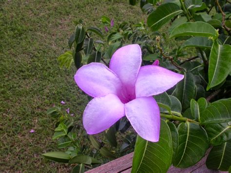 barbados flora and fauna tropical flowers of barbados