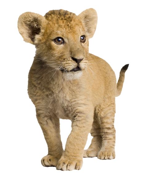 Lion Cub Png Image Png All Png All